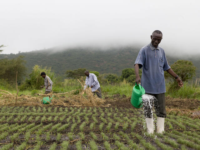 Constantine Kusebahasa watering his onion bed, Rwenzori Mountains, Uganda