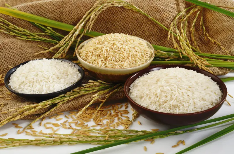 Korean certified rice syrup. Three bowls of various rice grains on a burlap background, with green rice plants scattered around, showcasing different textures and colors of brown and white rice.
